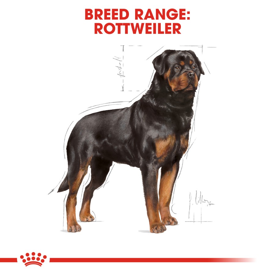 Royal Canin Rottweiler Adult Dry Dog Food Makanan Anjing Dewasa 12kg - Image 4