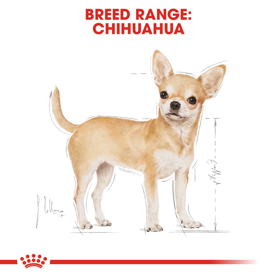 Royal Canin Chihuahua Adult Dry Dog Food Makanan Anjing Dewasa 1.5kg - Image 3