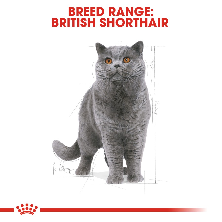 Royal Canin British Shorthair Adult Dry Cat Food Makanan Kucing Dewasa 2kg - Image 3